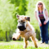 75 Ways to Be a Responsible Dog Owner