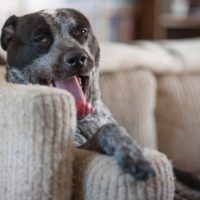 Veterinarians share 13 surprising signs your pet could be stressed, and how to help them