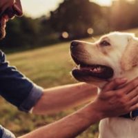 Dogs have a magic effect’: how pets can improve our mental health