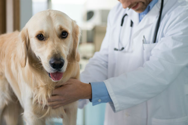 do dogs need bordetella to get groomed